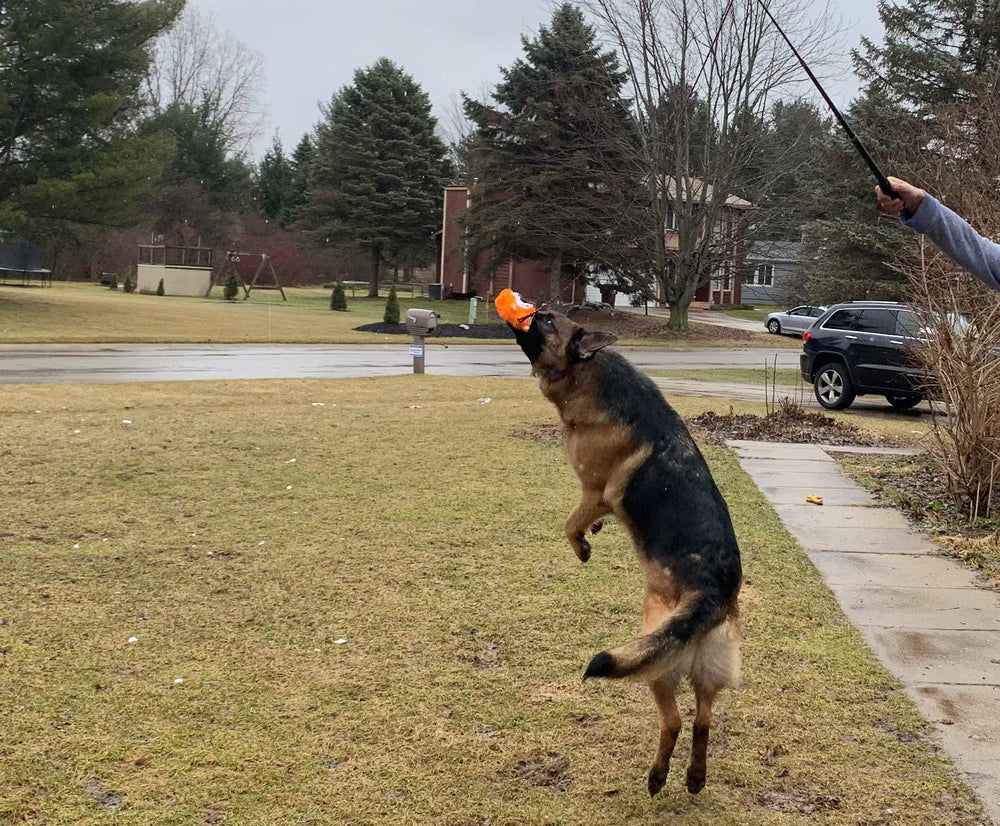 Jalousie dog teaser wand ready for training and chasing games.