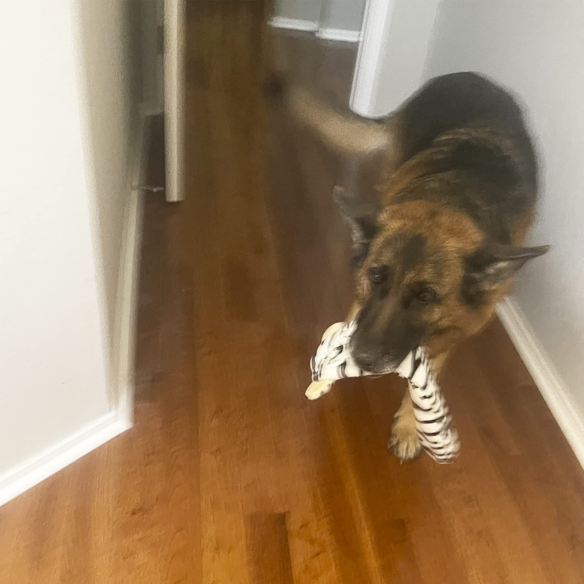 Jalousie wolf squeaky toy with sturdy liner supports extended chew time.