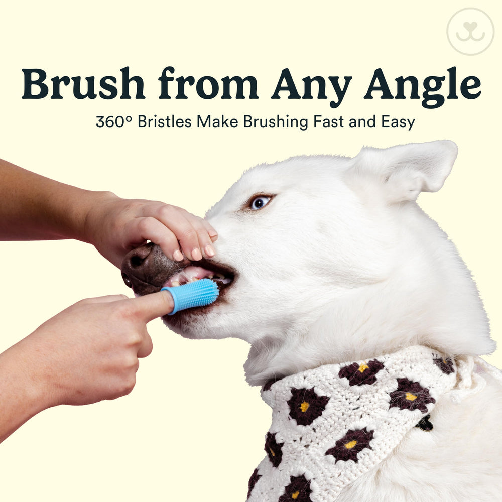 Jasper back molars cleaning with 360° reach for thorough brushing
