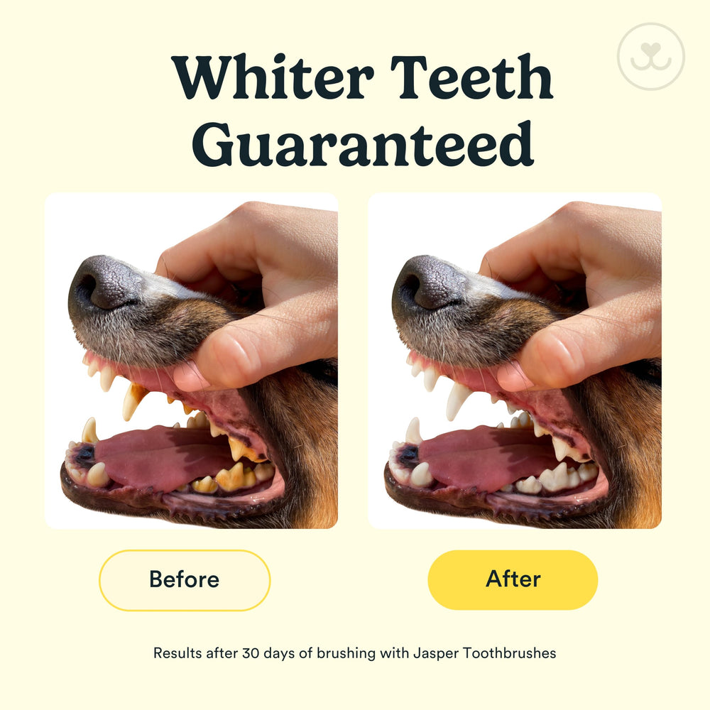 Jasper cat and dog toothbrush all-breeds versatile tool for small to large pets