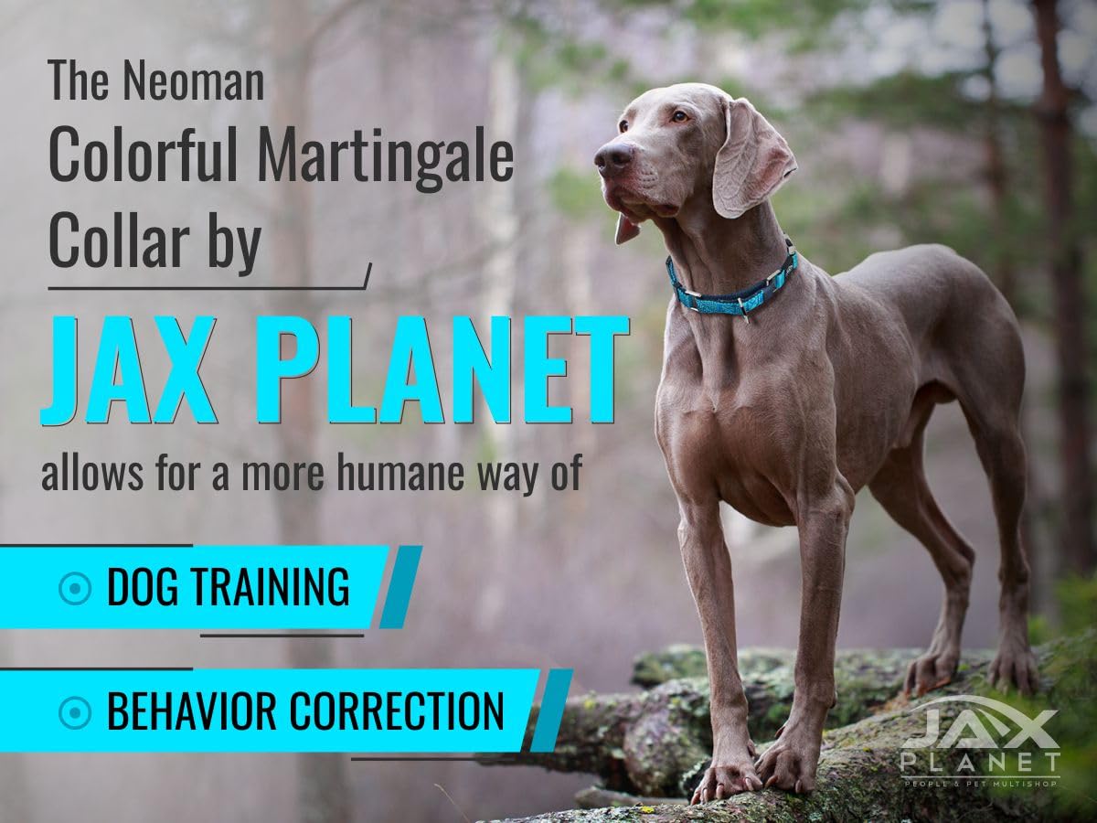 JAX PLANET Blue Martingale collar night shot with reflective stitching for visibility