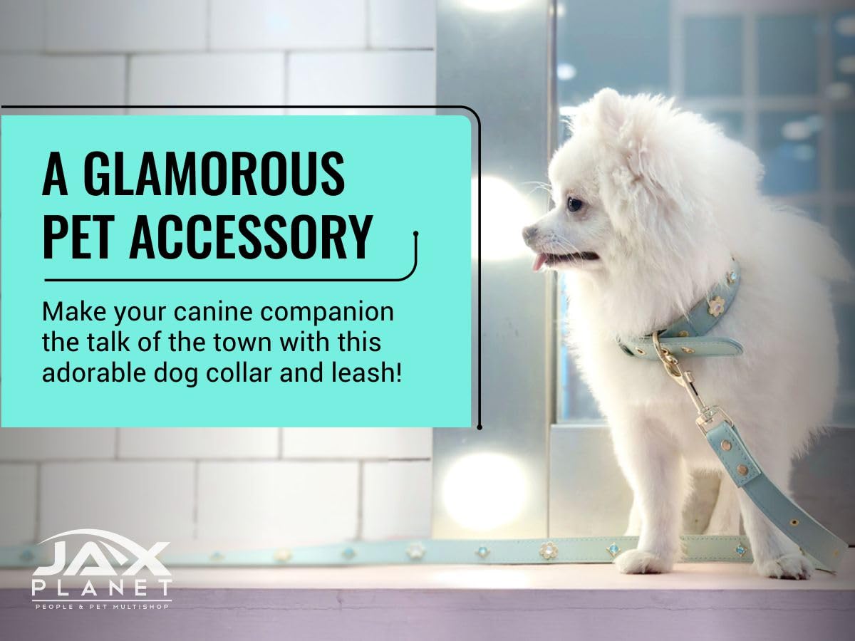 JAX PLANET dog-show-ready bling collar enhances look during walks.