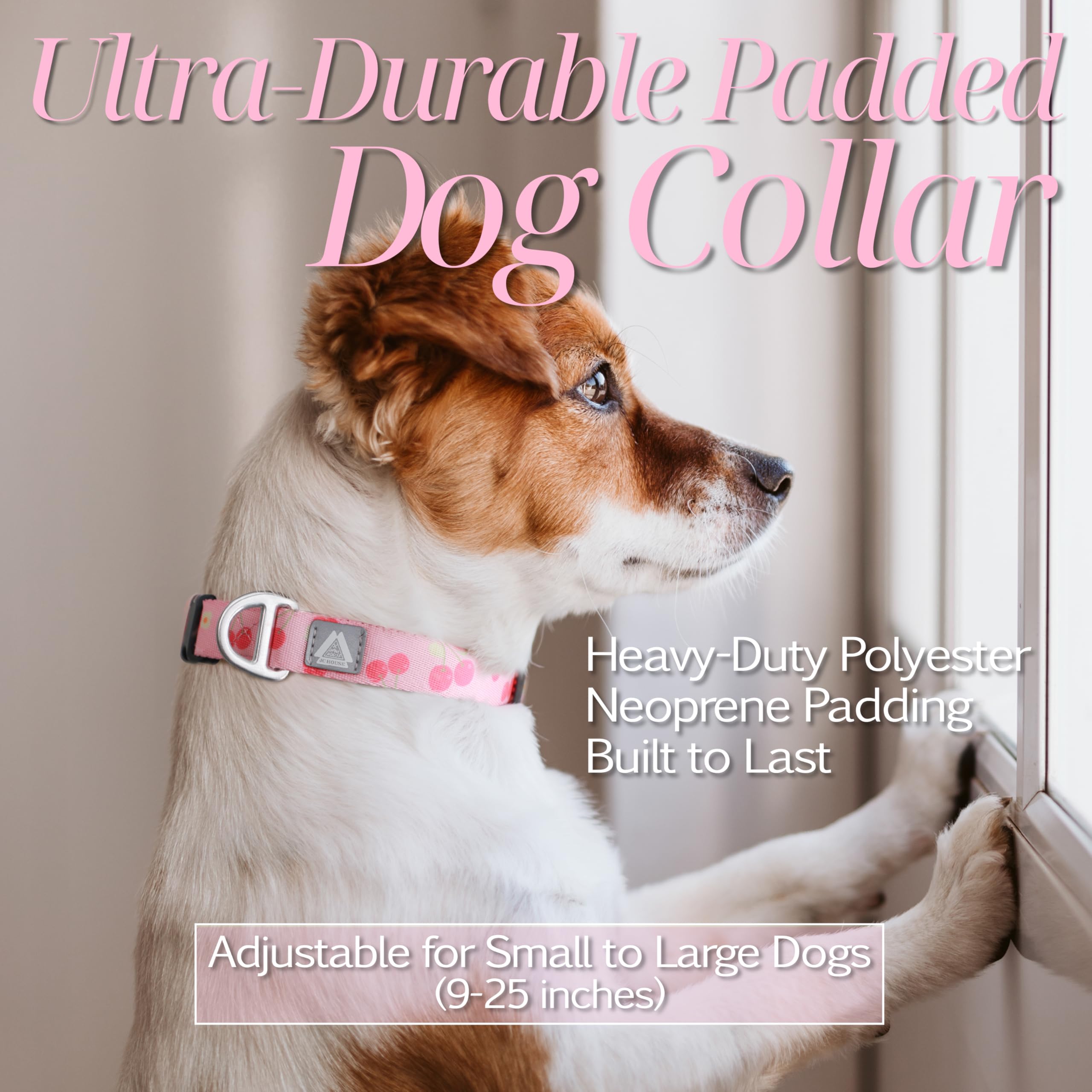 JC HOUSE cherry-pattern collar worn on a dog showcasing adjustable fit.