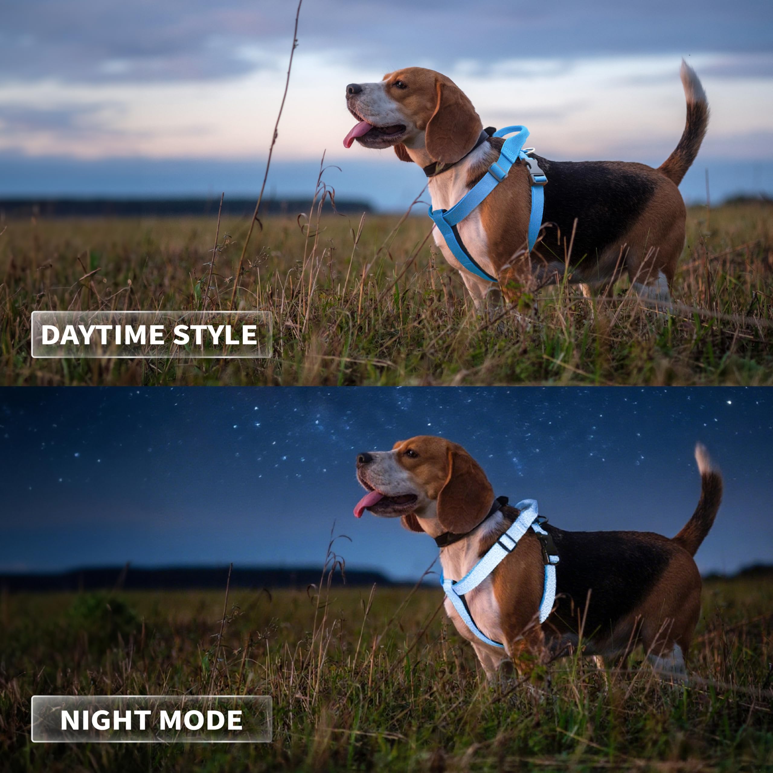 JC HOUSE Galaxy Reflective Harness blue S 4-point fit demonstrates adjustable straps for growing dogs
