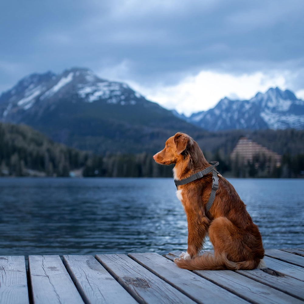 JC HOUSE Galaxy Reflective Harness emergency handle enables quick control in crowded areas.