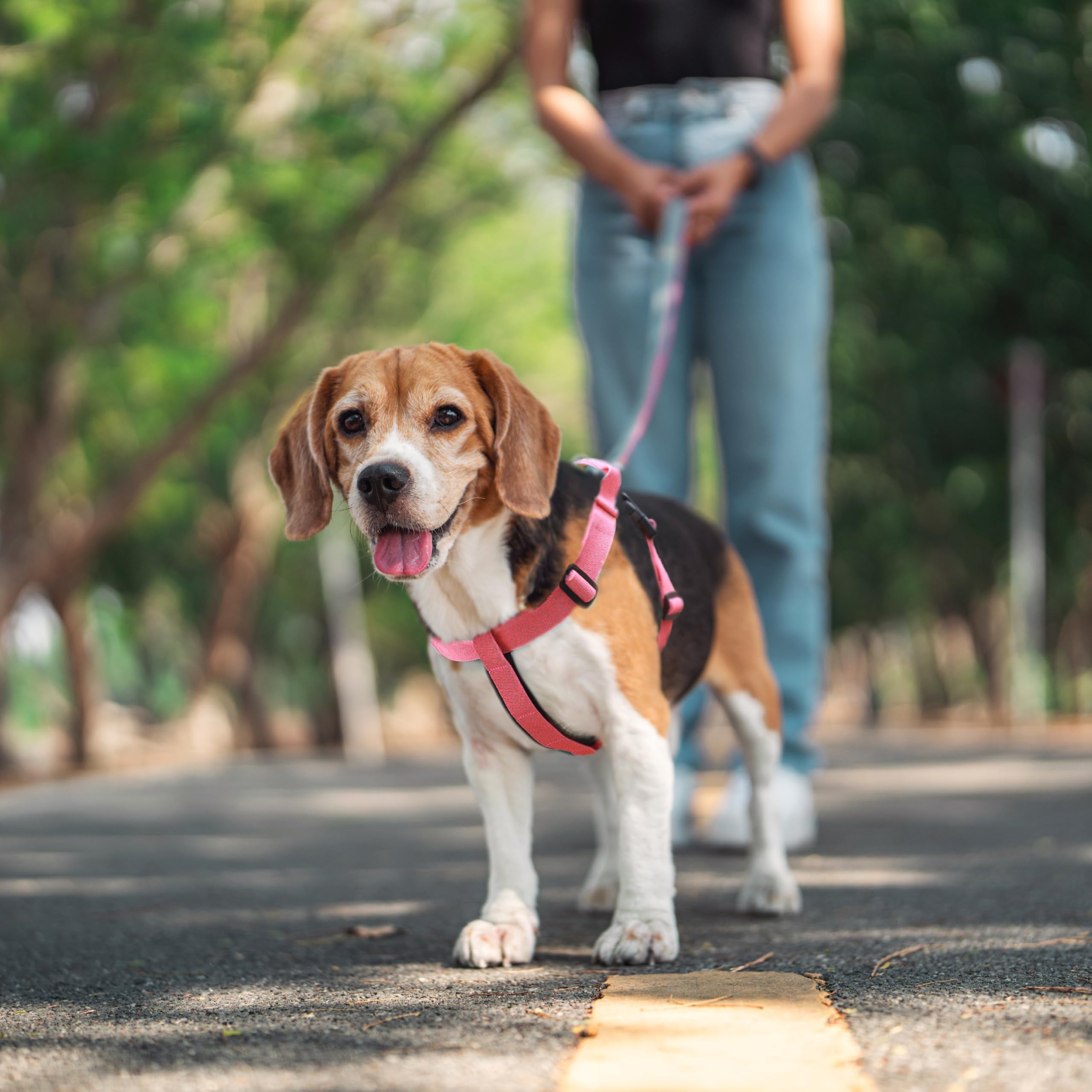 JC HOUSE Galaxy Reflective Harness velvet-lined chest for rub-free comfort during walks.