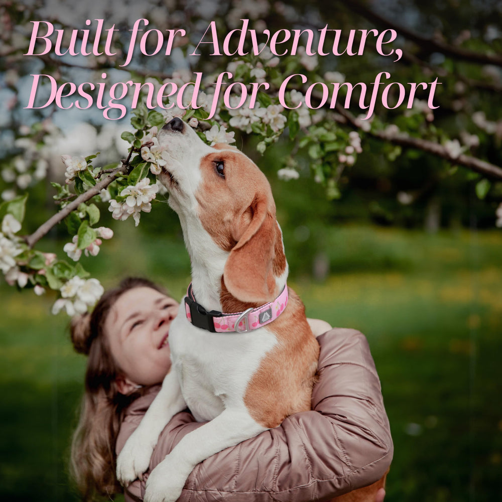 JC HOUSE lightweight aluminum D-ring collar with strong hold for active dogs.