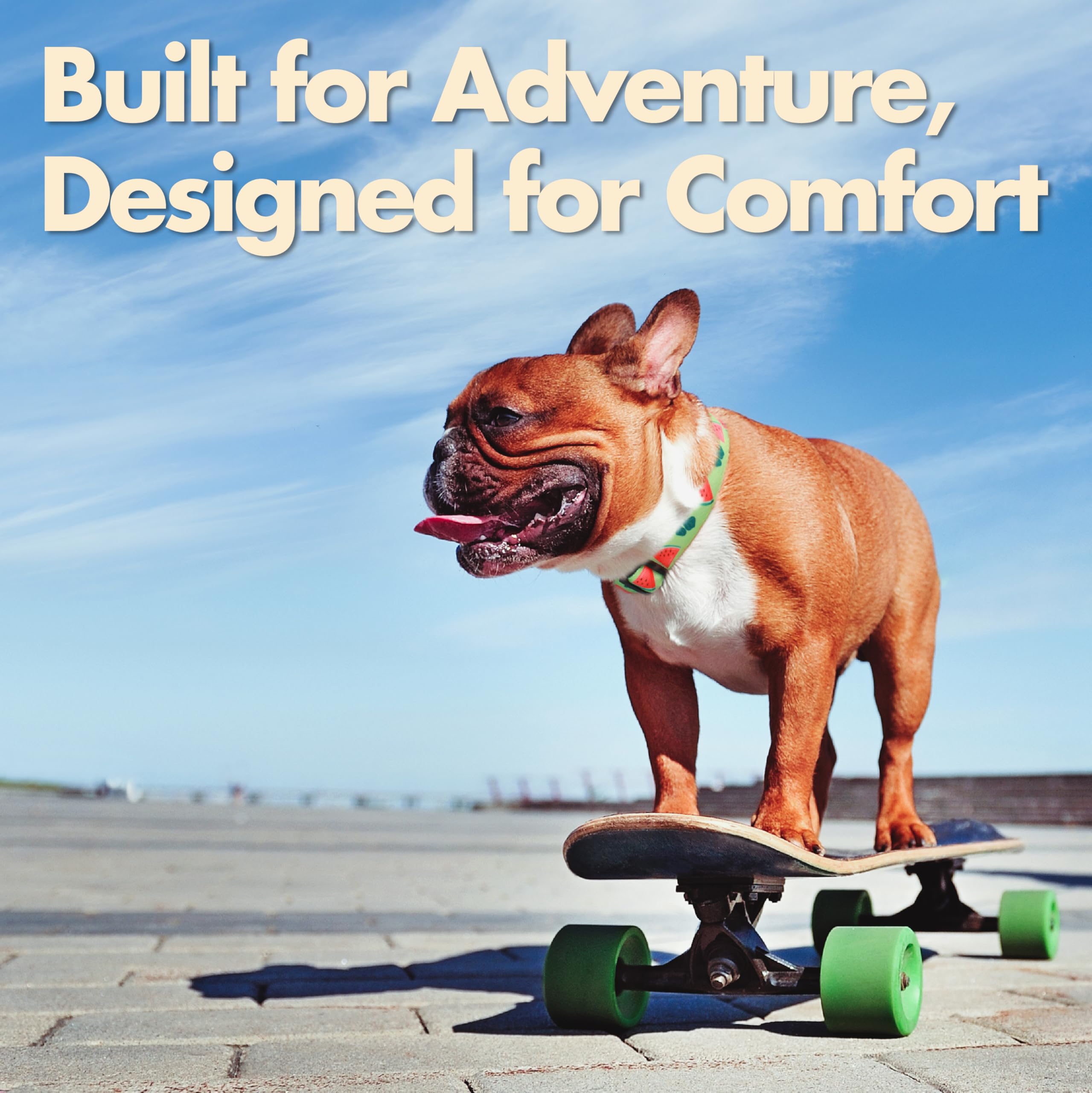 JC HOUSE Watermelon collar lightweight design enables comfortable all-day wear.