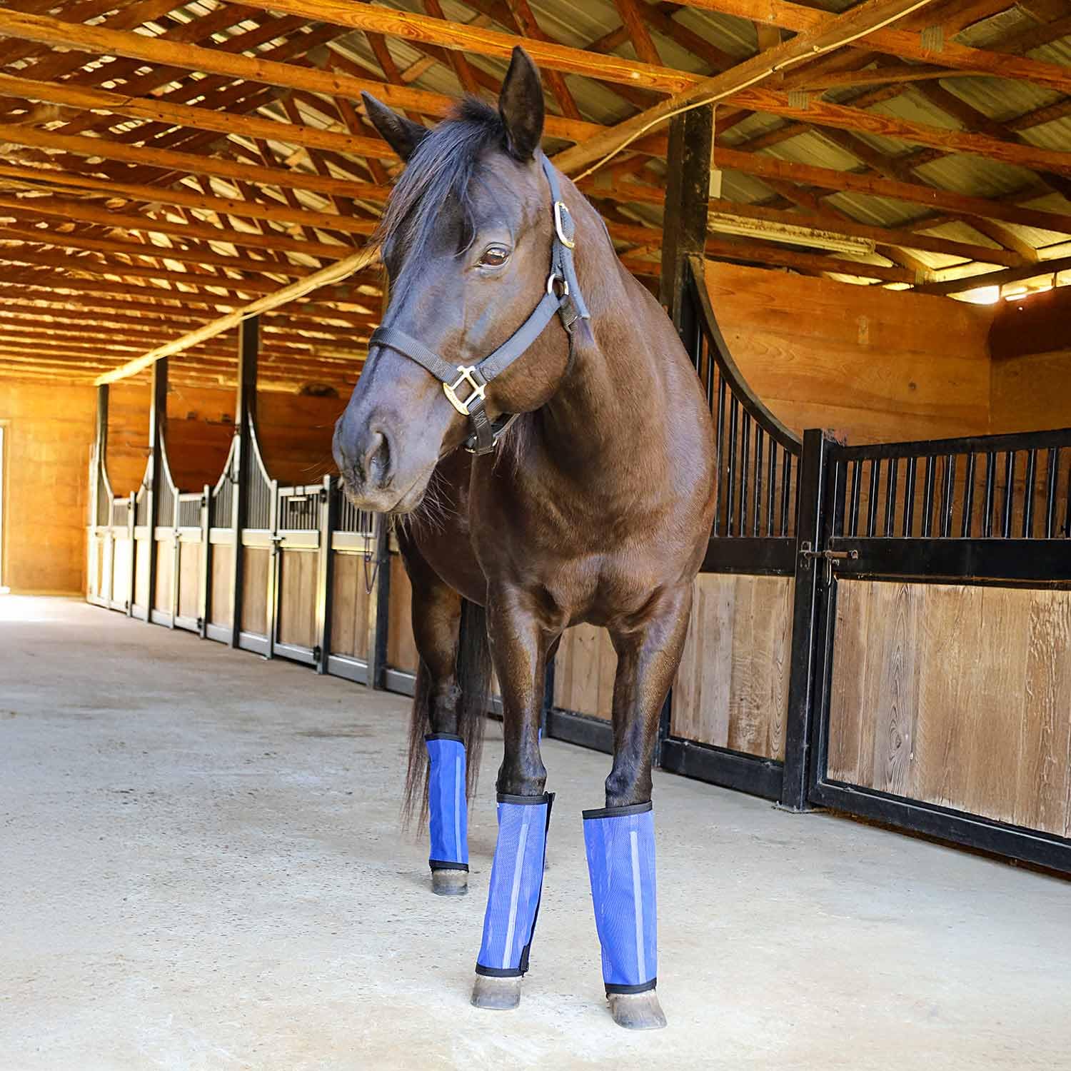 Jeffers Romper Stomper stable turnout use showcases all-season leg protection