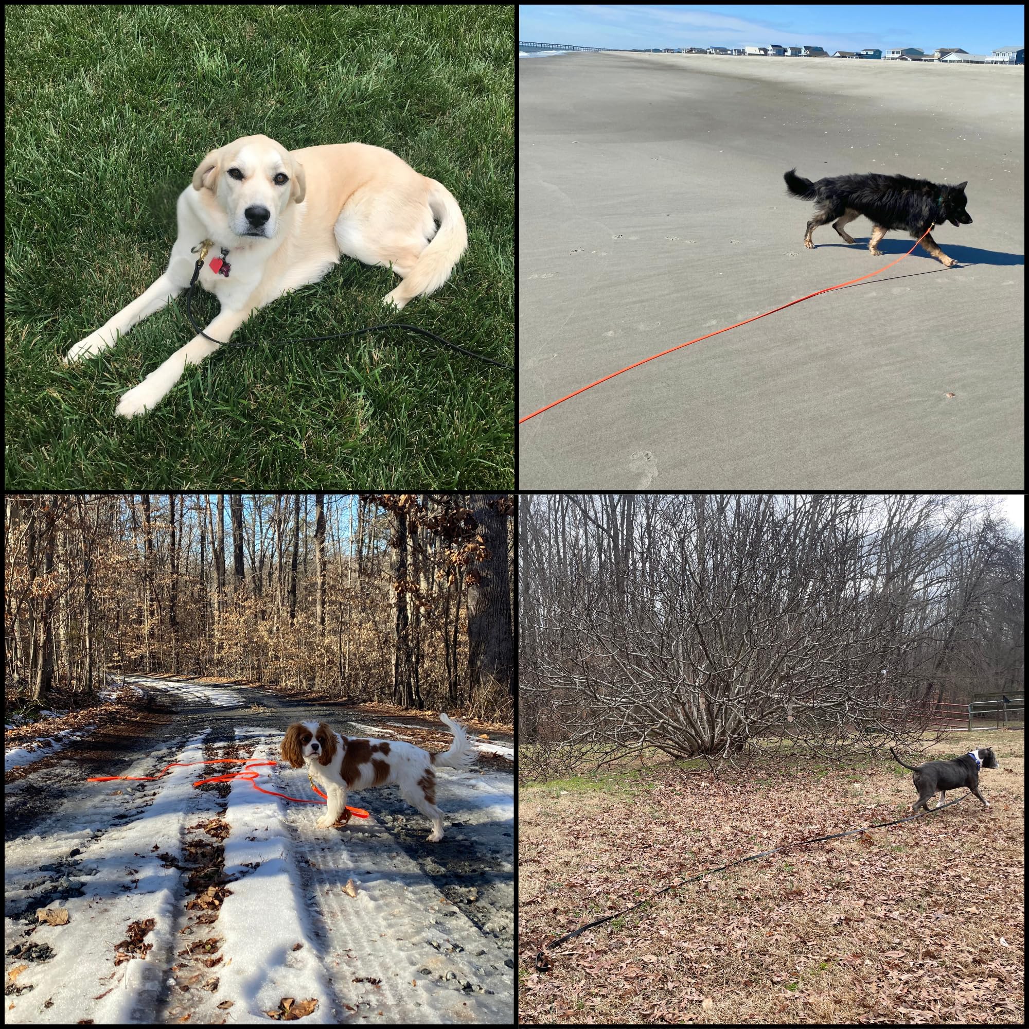 Jim Hodges Gummy K9 Biothane long line in action—guided training and controlled walks.