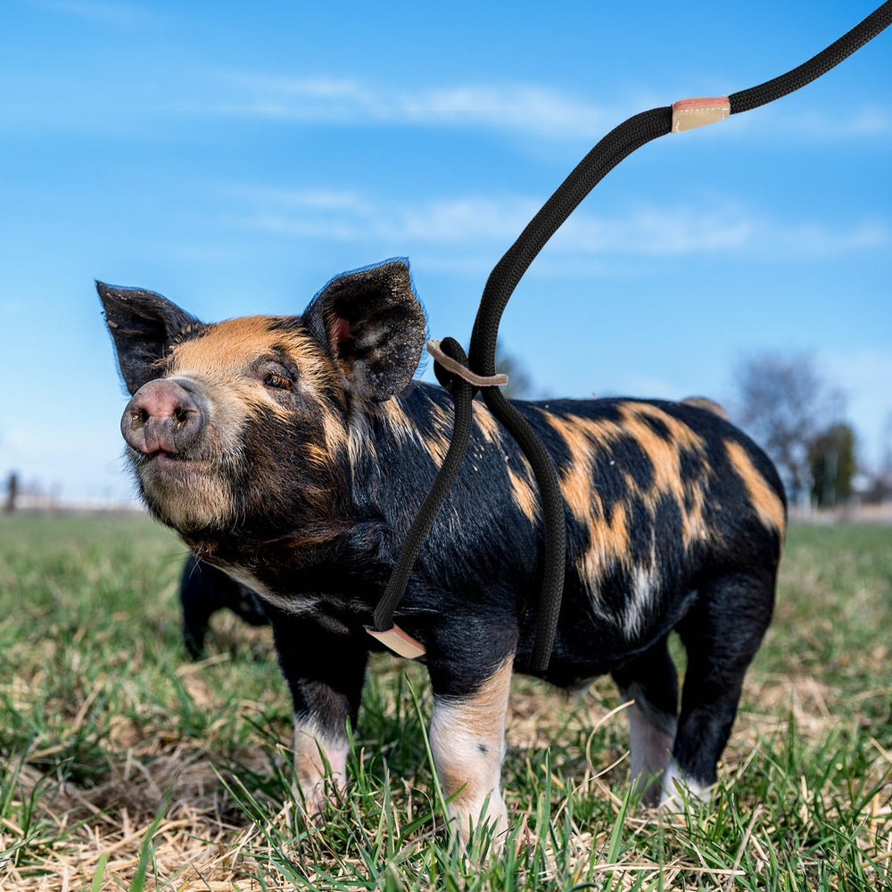 Jinkoozz mini pig harness versatile for strolling, jogging, and training.
