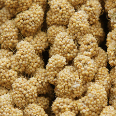 Jmxu's Spray Millet Treat 12-6-inch length highlights generous size for easy feed.