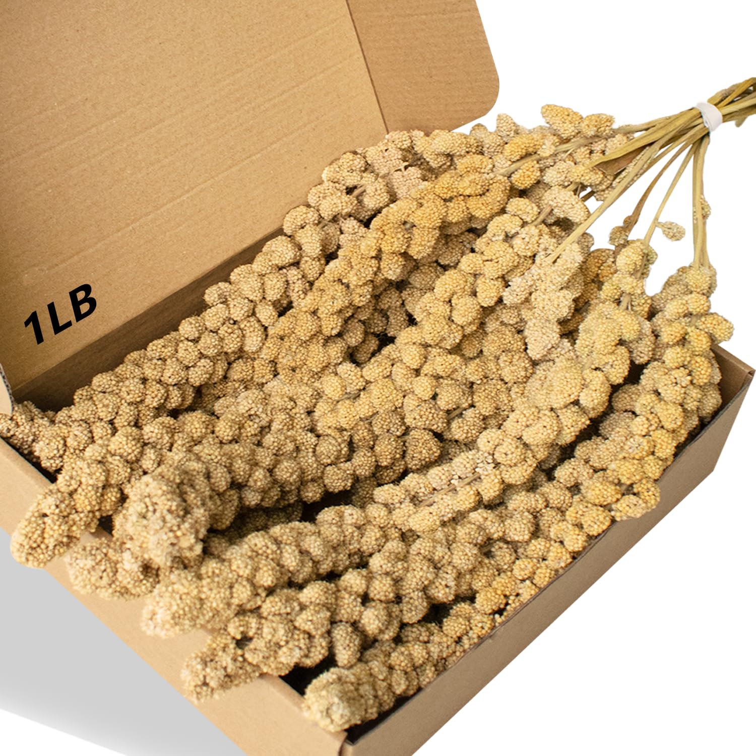 Jmxu's Spray Millet Treat 1lb bundle for birds provides a long-lasting snack.
