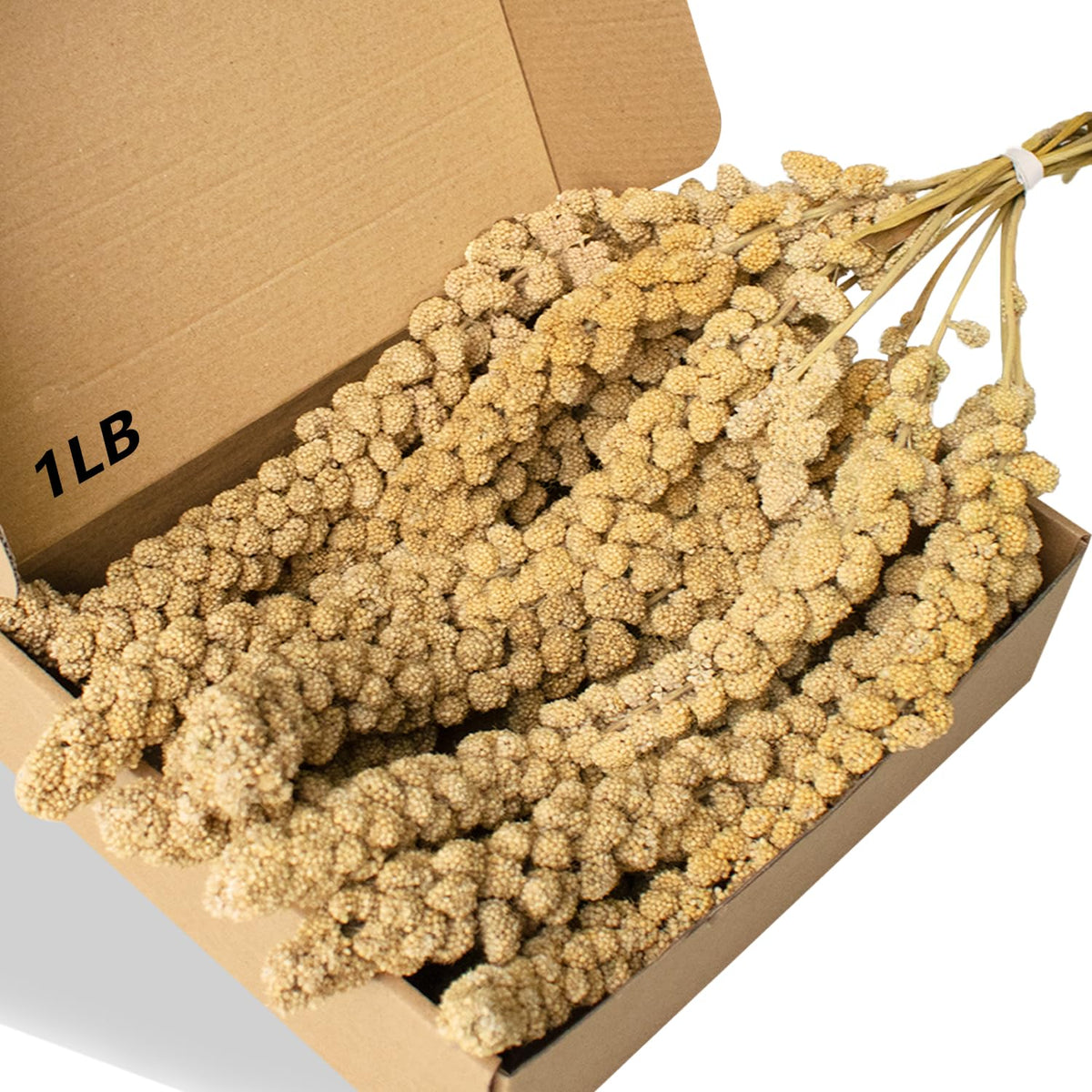 Jmxu's Spray Millet Treat 1lb bundle for birds provides a long-lasting snack.