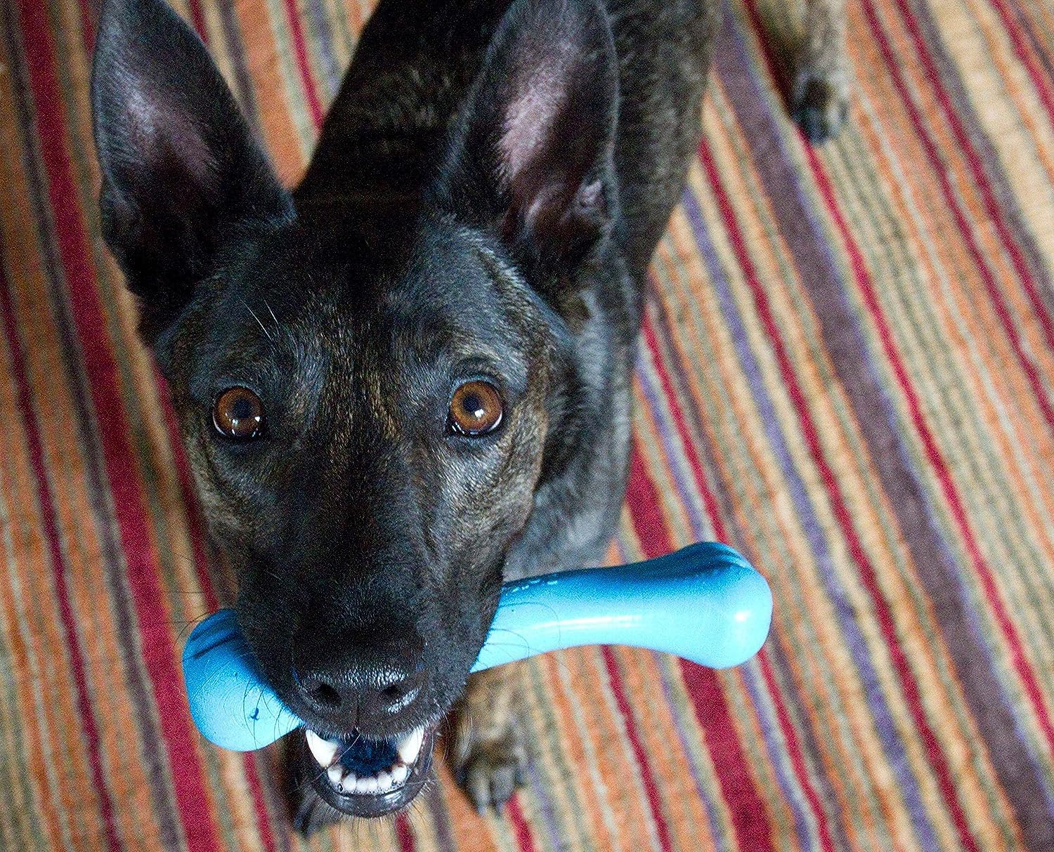 Blue Jolly Bones large 8-inch perched for solo chew time