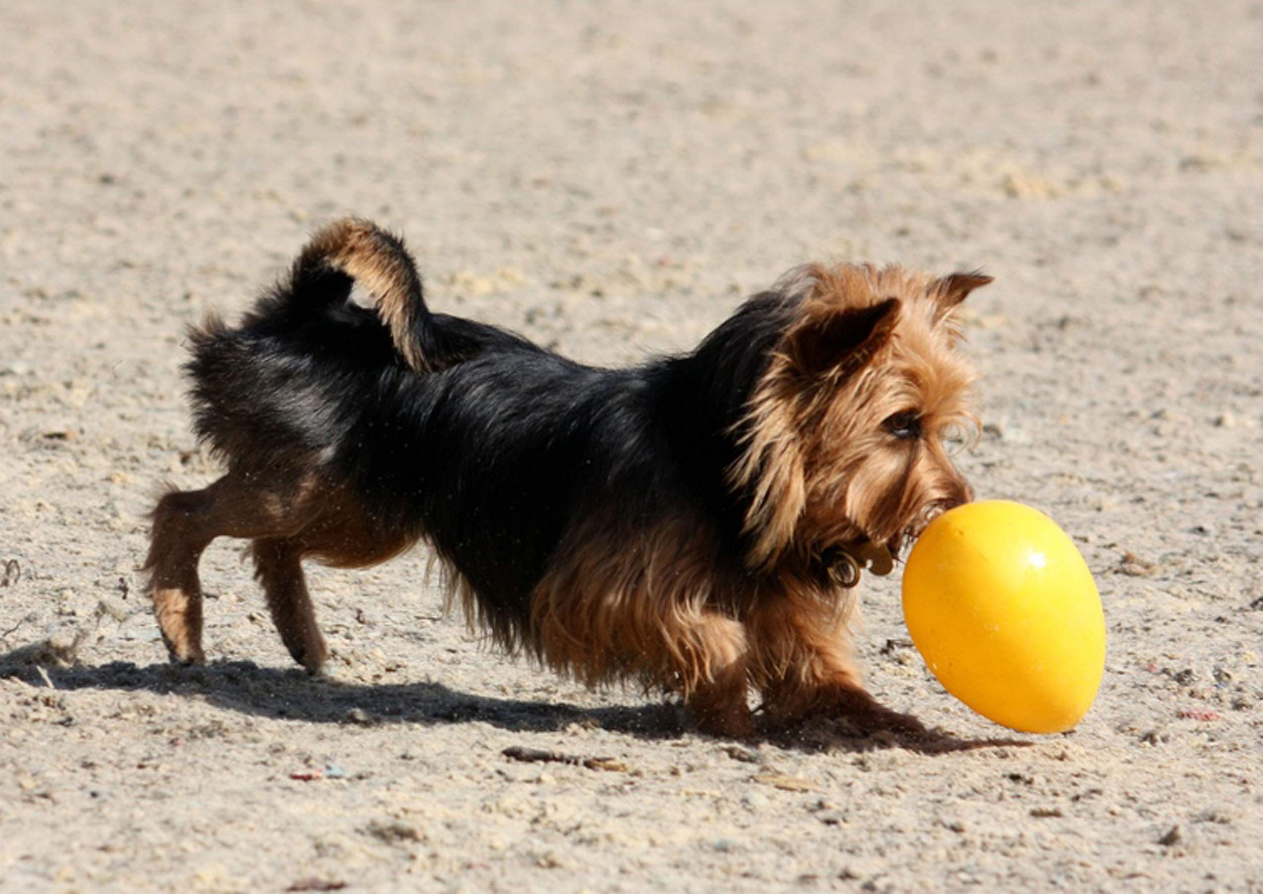 Jolly Egg floats on water, enabling aquatic play for dogs.