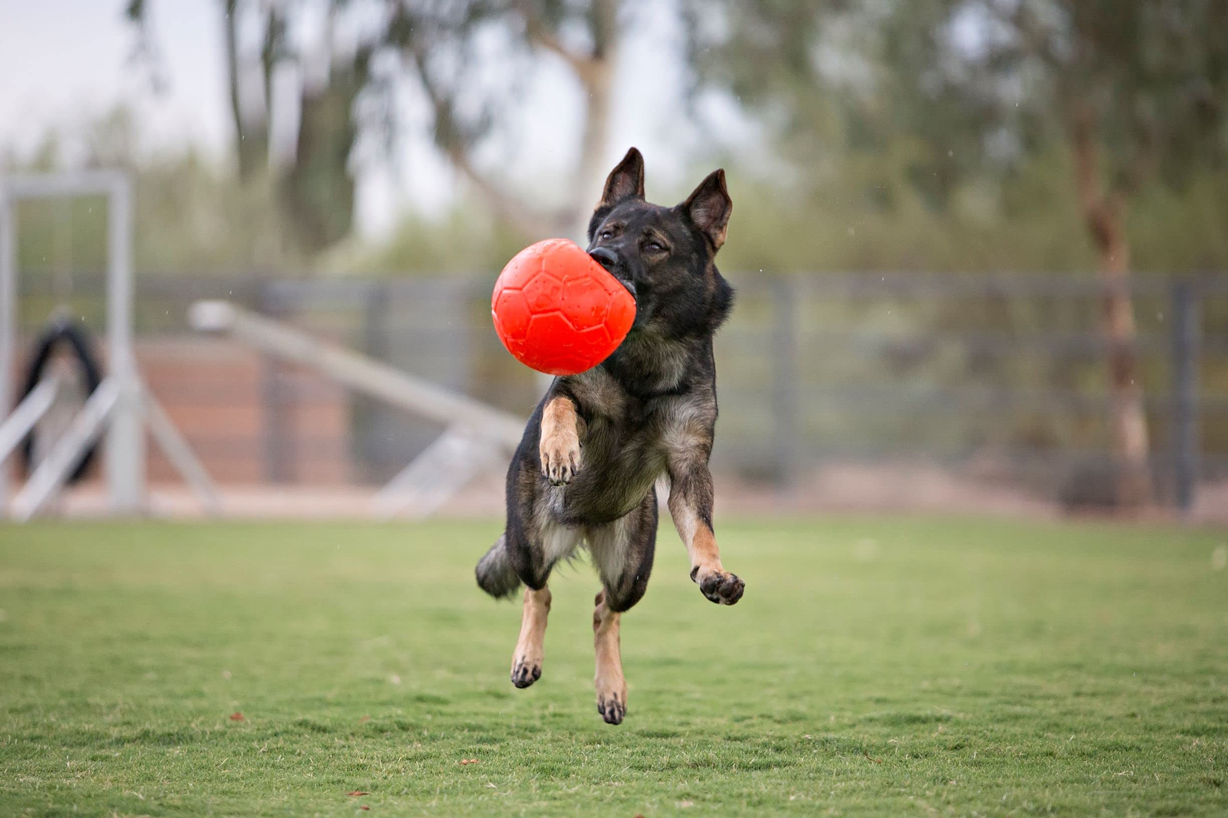 Jolly Pets large soccer ball orange water-floating, ideal for water retrieves.