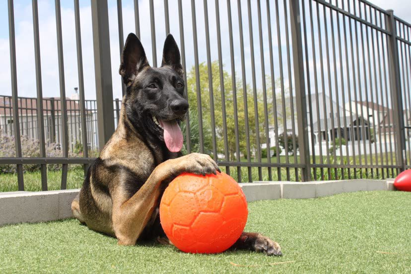 Jolly Pets-made-in-USA badge on ball, built for durable play.