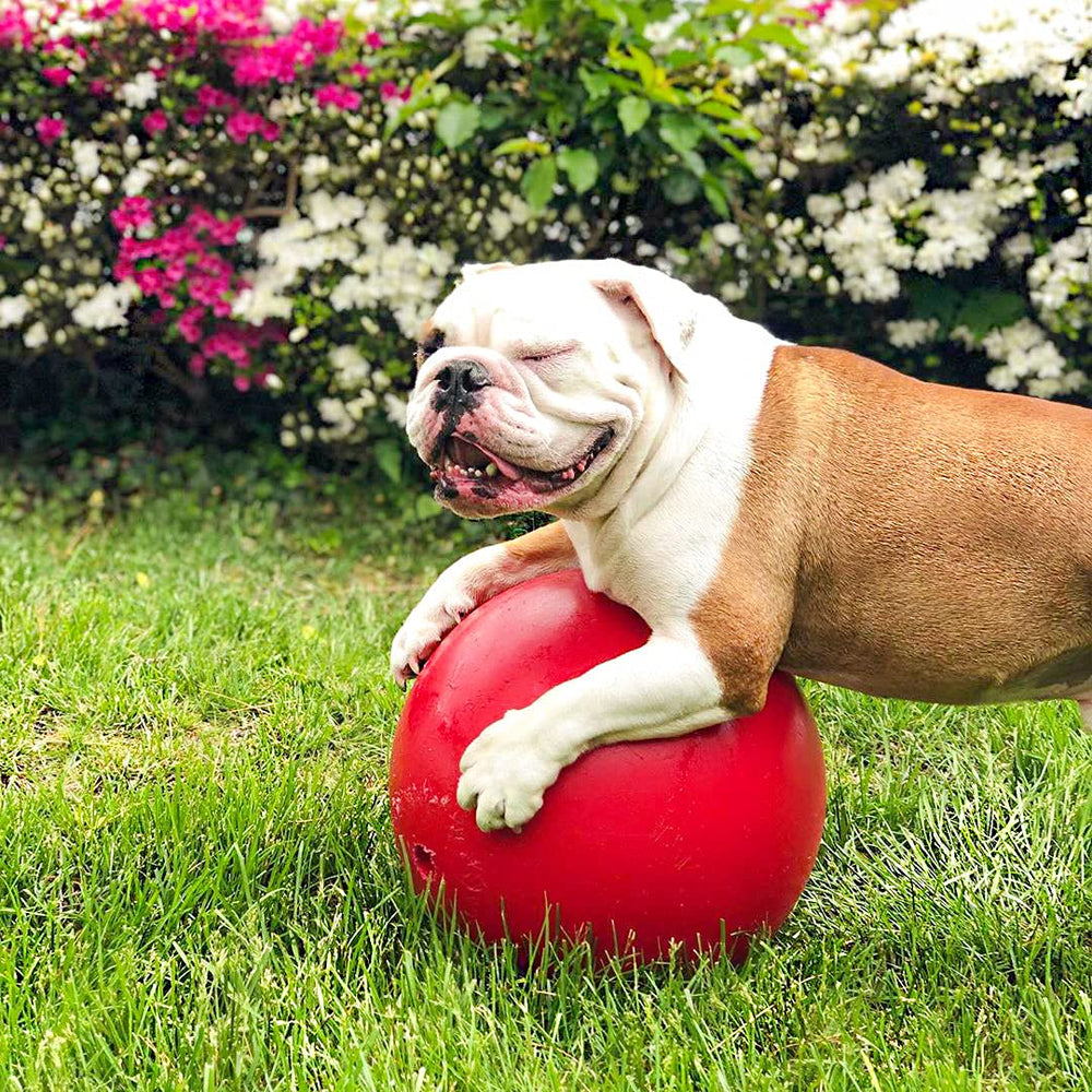 Jolly Pets Push-n-Play Ball in red, captured mid-roll for interactive fun.