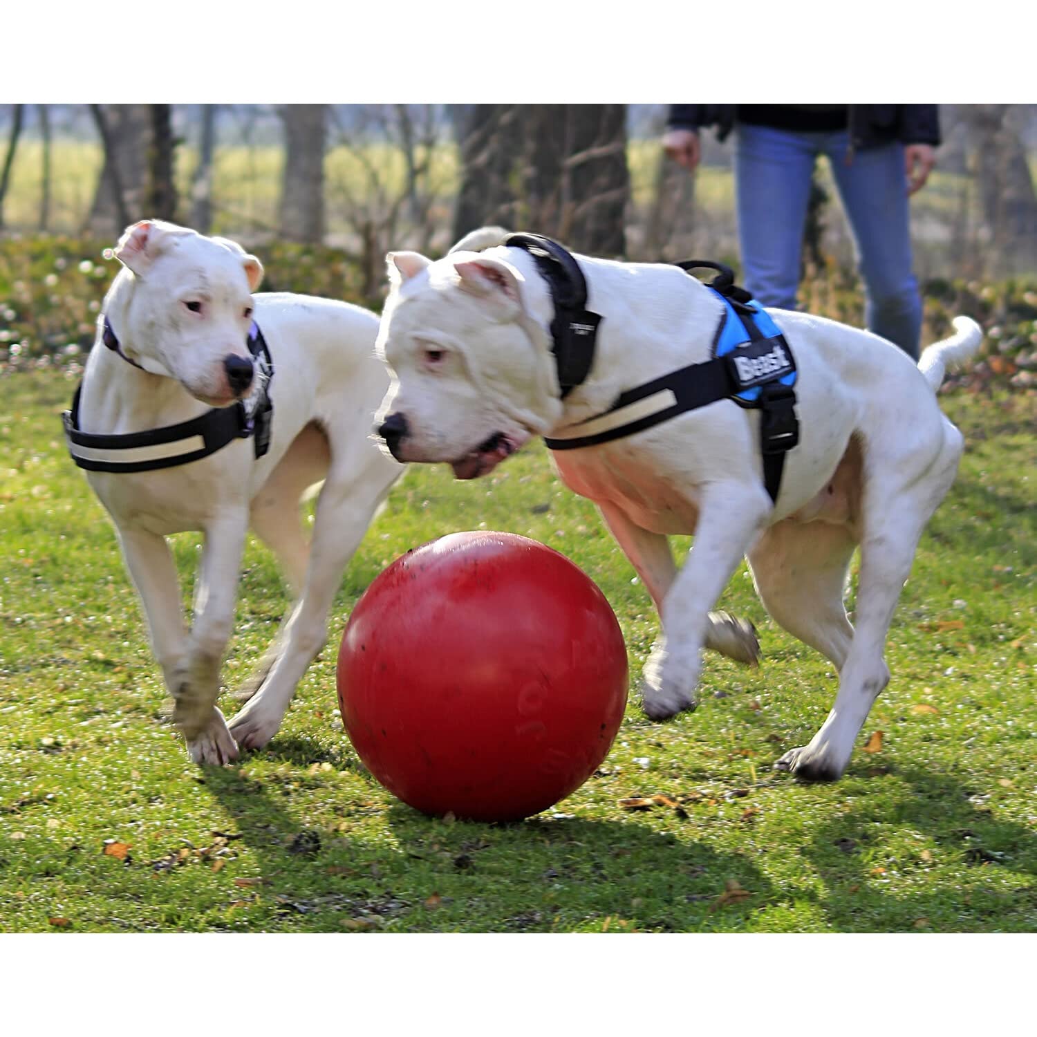 Jolly Pets Push-n-Play Ball outdoor play promotes enrichment and safe fun.