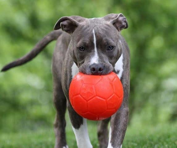 Jolly Pets soccer ball bouncing and catching during play.
