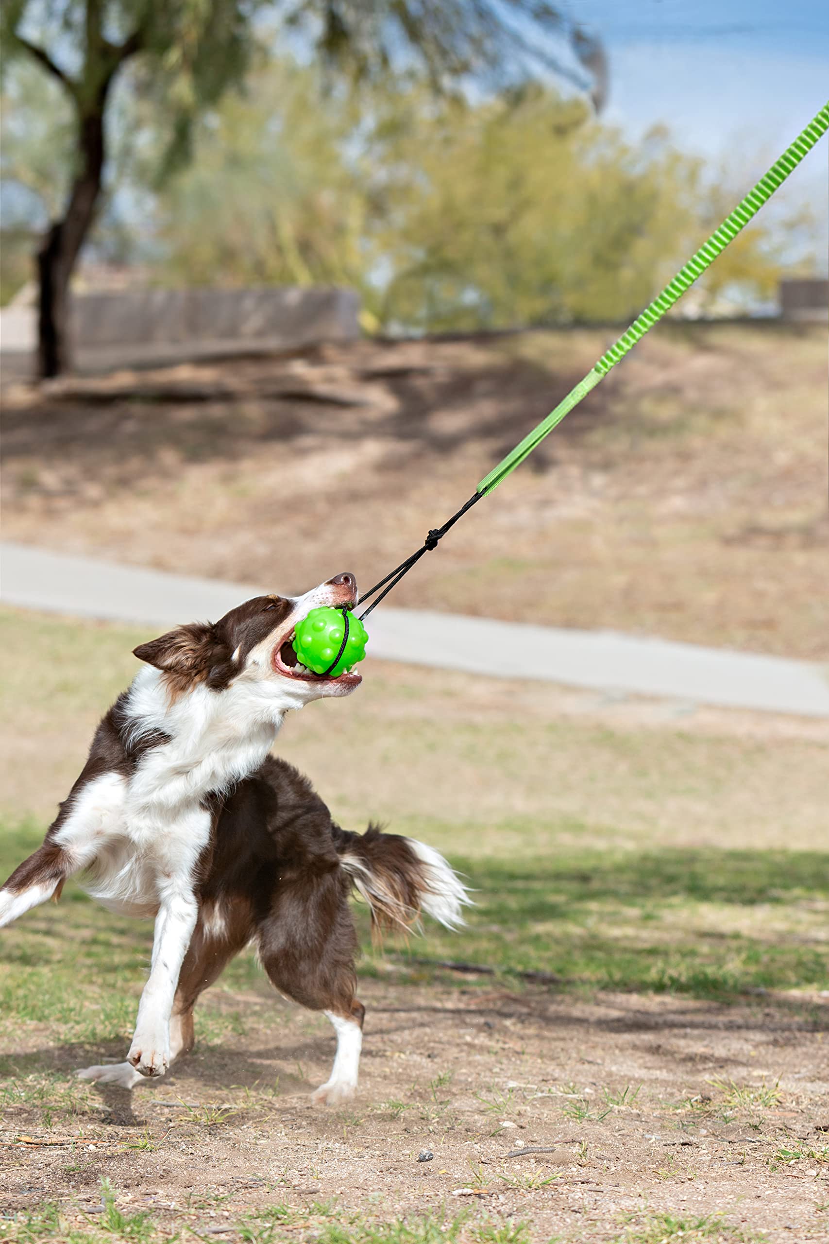 Jolly Pets Tree Tugger in action with the bungee, ideal for heavy chewers.