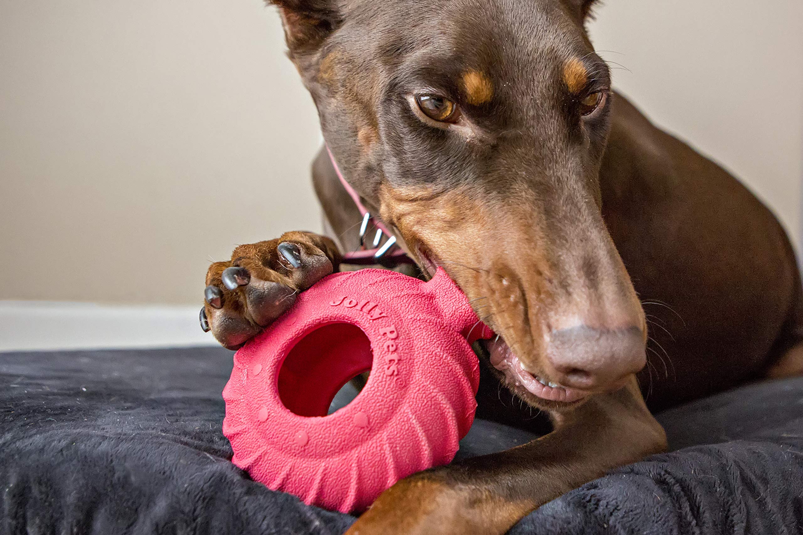 Jolly Pets Tuff Treader close-up shows thick natural rubber for teeth-cleaning chews.