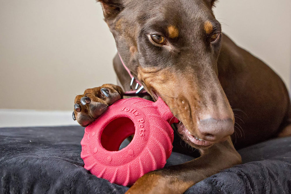 Jolly Pets Tuff Treader close-up shows thick natural rubber for teeth-cleaning chews.
