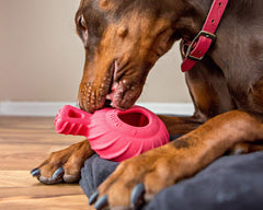 Jolly Pets Tuff Treader in action with an erratic bounce boosts playtime.