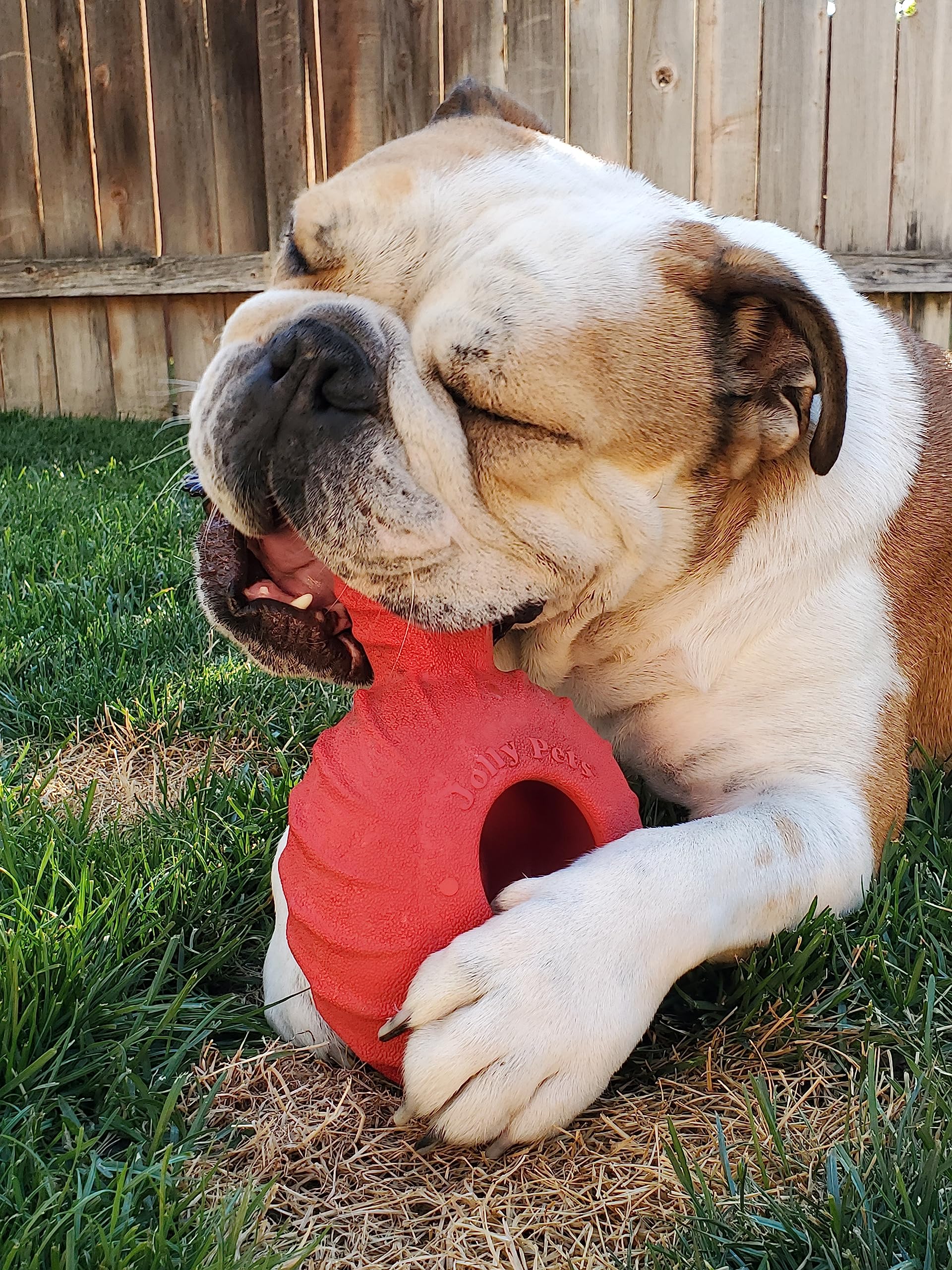 Jolly Pets Tuff Treader demonstrates treat-stuffing to extend puzzle play.