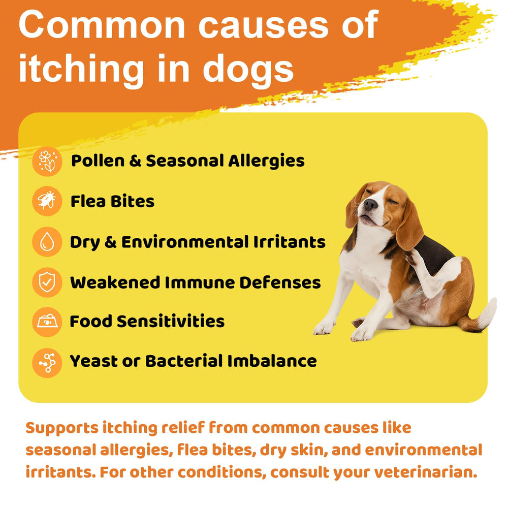 Jollyfit Dog Allergy Chews dog during playtime to illustrate itch relief benefits