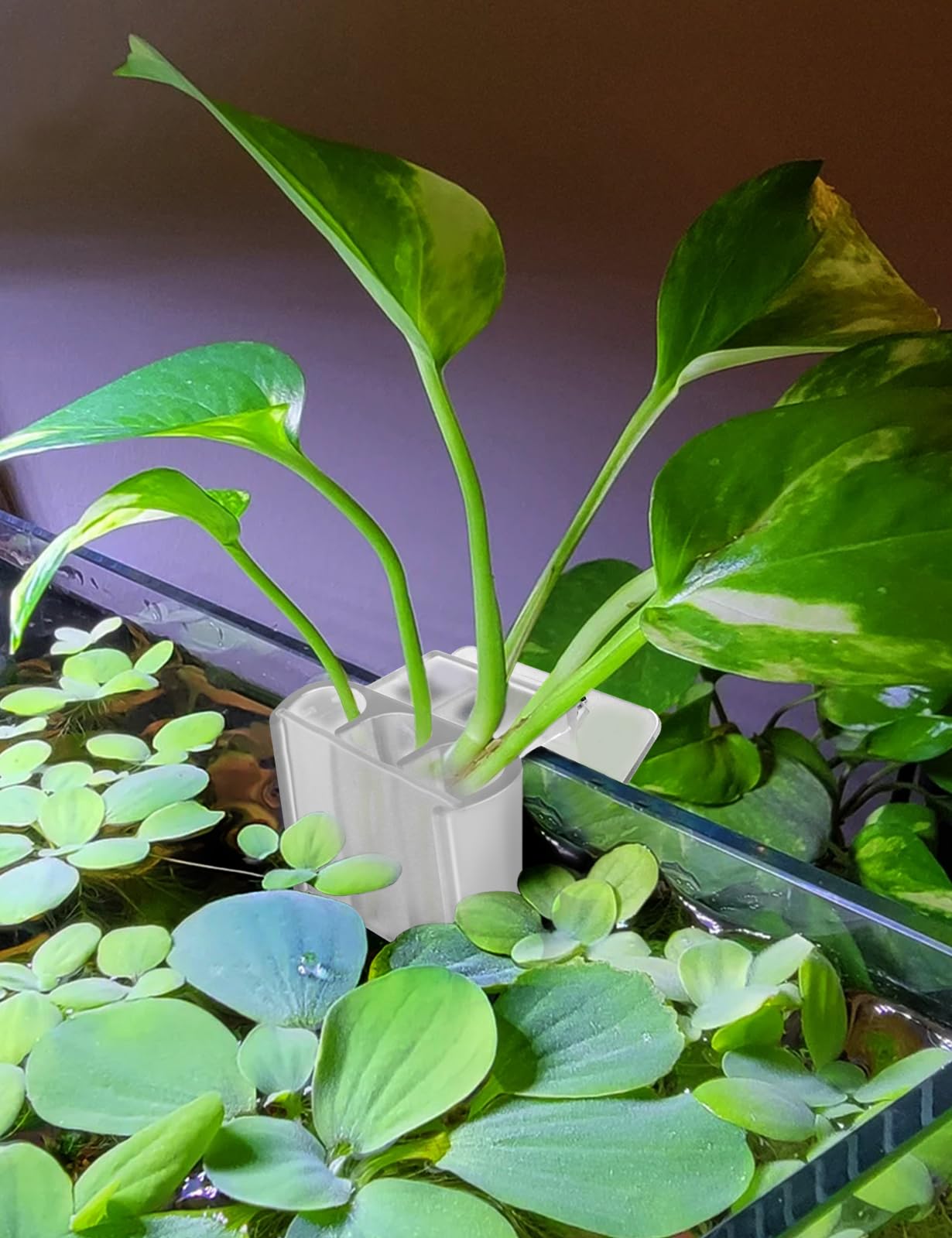 joqepy aquarium plant holder clip design secures firmly to tank
