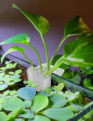 joqepy aquarium plant holder clip design secures firmly to tank