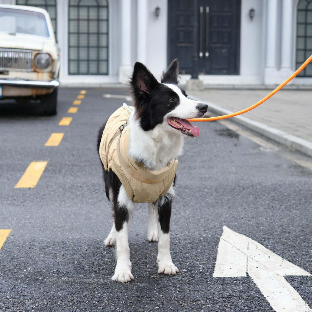 JoyDaog khaki color coat on dog demonstrates versatile season-ready style.