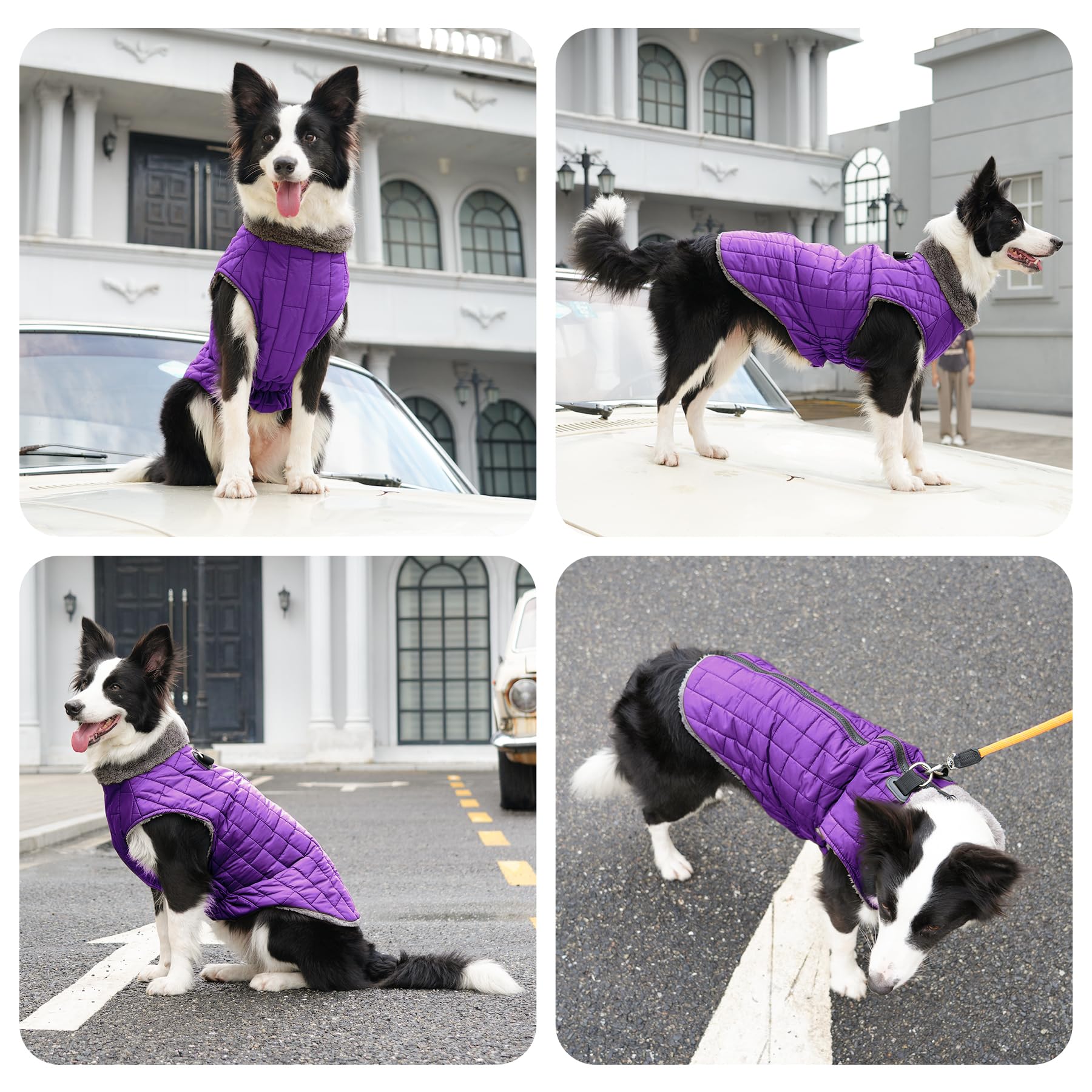 JoyDaog Lightweight winter coat keeps small dogs cozy without bulk.