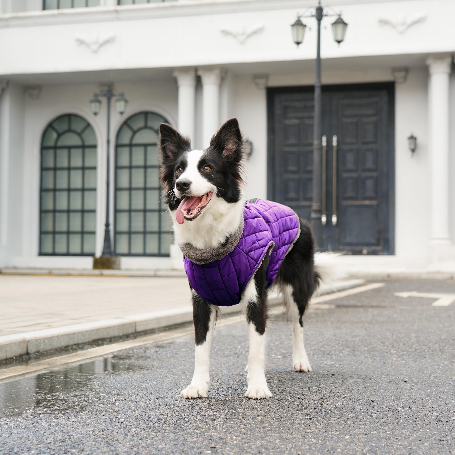 JoyDaog Size M coat fits chest 40-46 cm for small dogs.