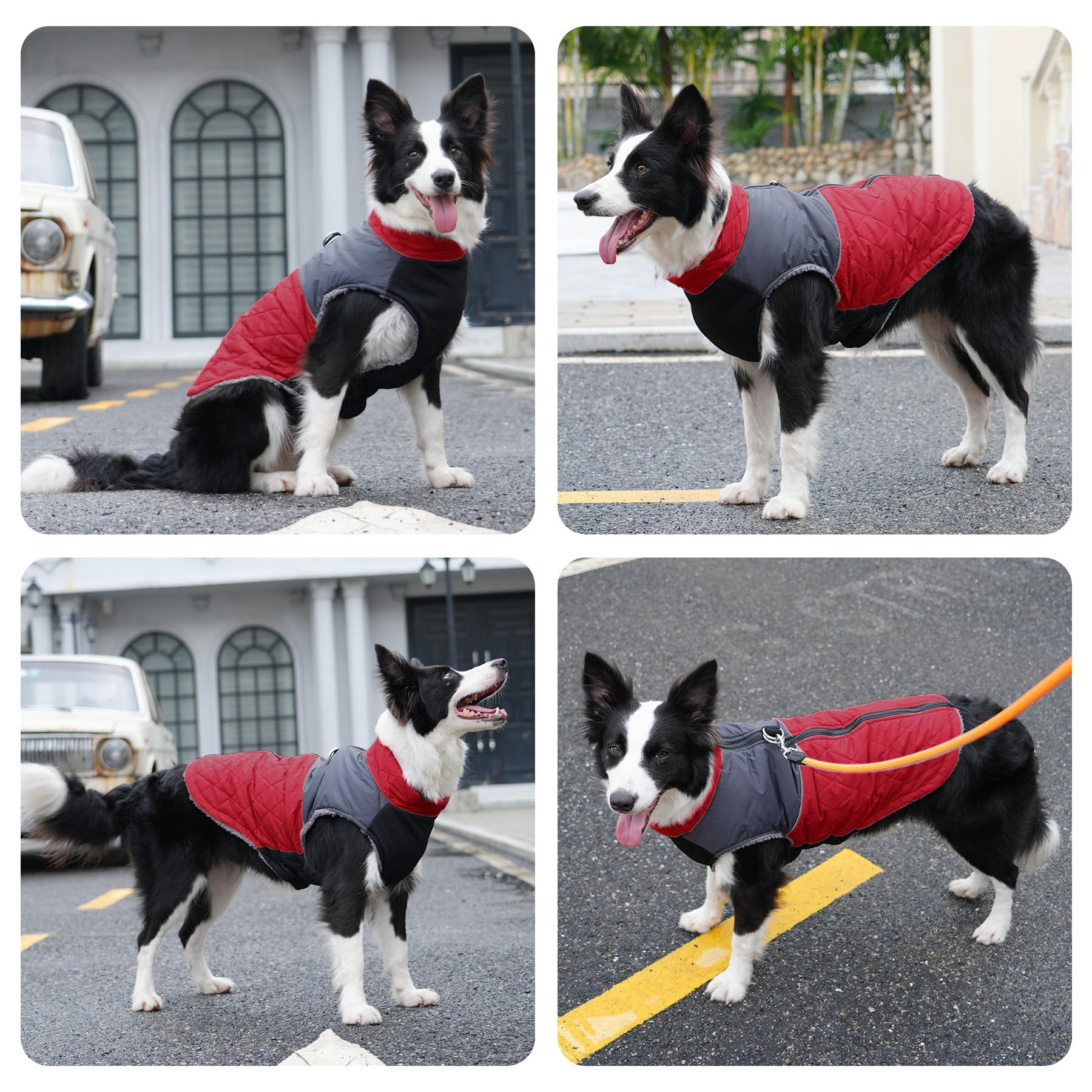 JoyDaog size S fits chest 12.5–15.9 inches