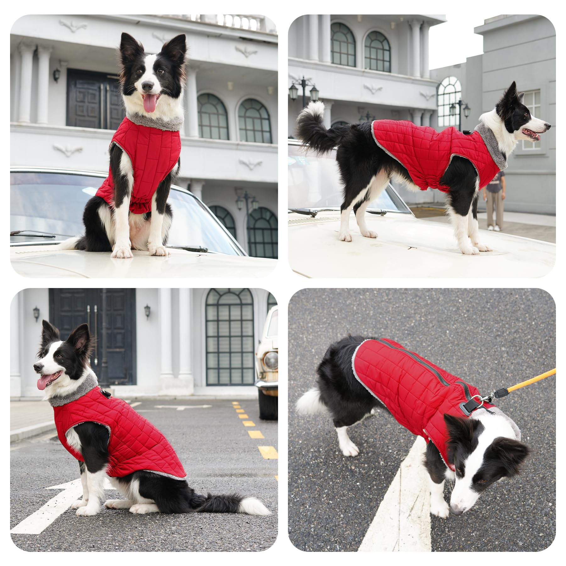 JoyDaog size M chest 40-46 cm demonstrated on a small dog
