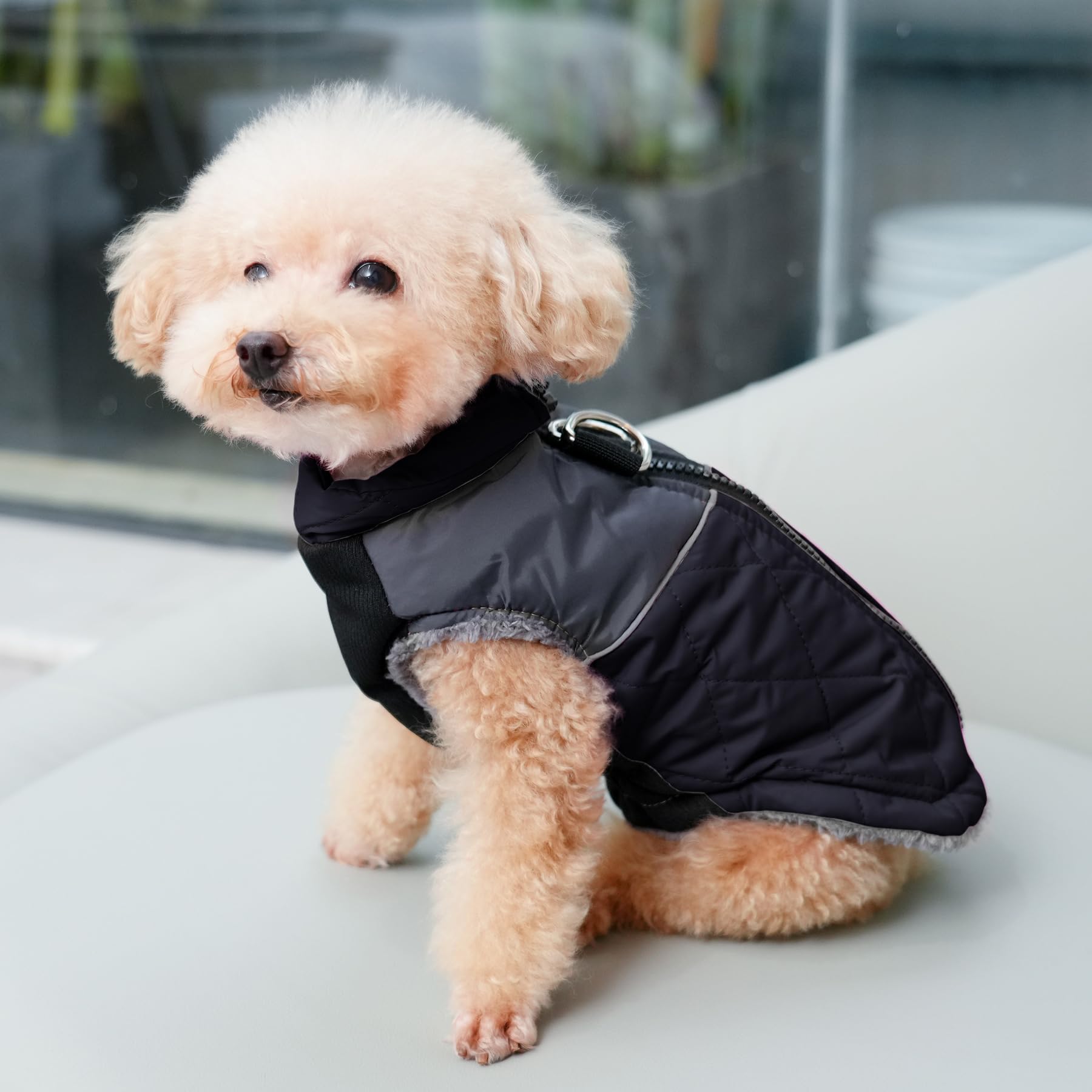 JoyDaog waterproof fabric blocks rain for small dogs on walks.