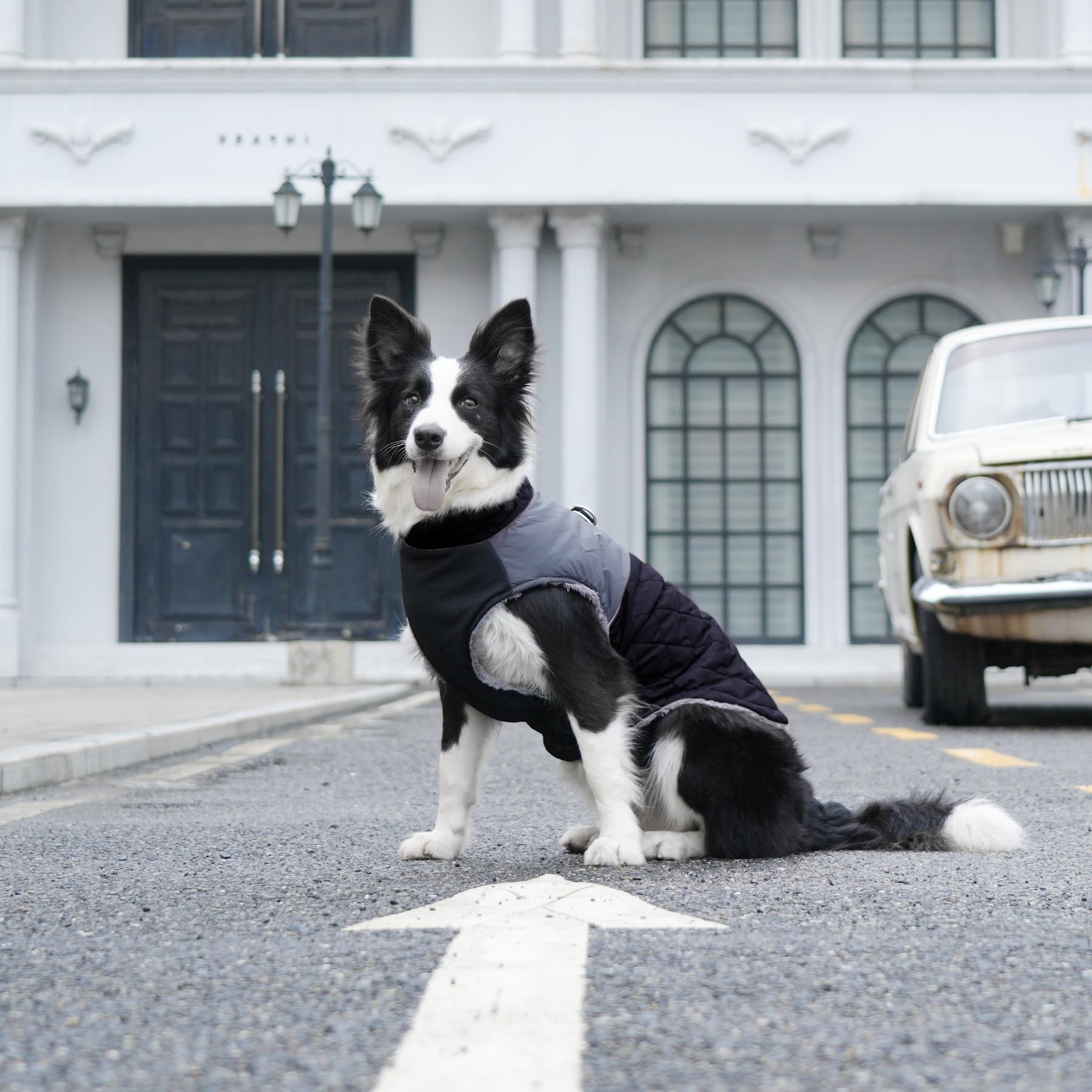 JoyDaog small-dog winter coat supports cozy outdoor time.