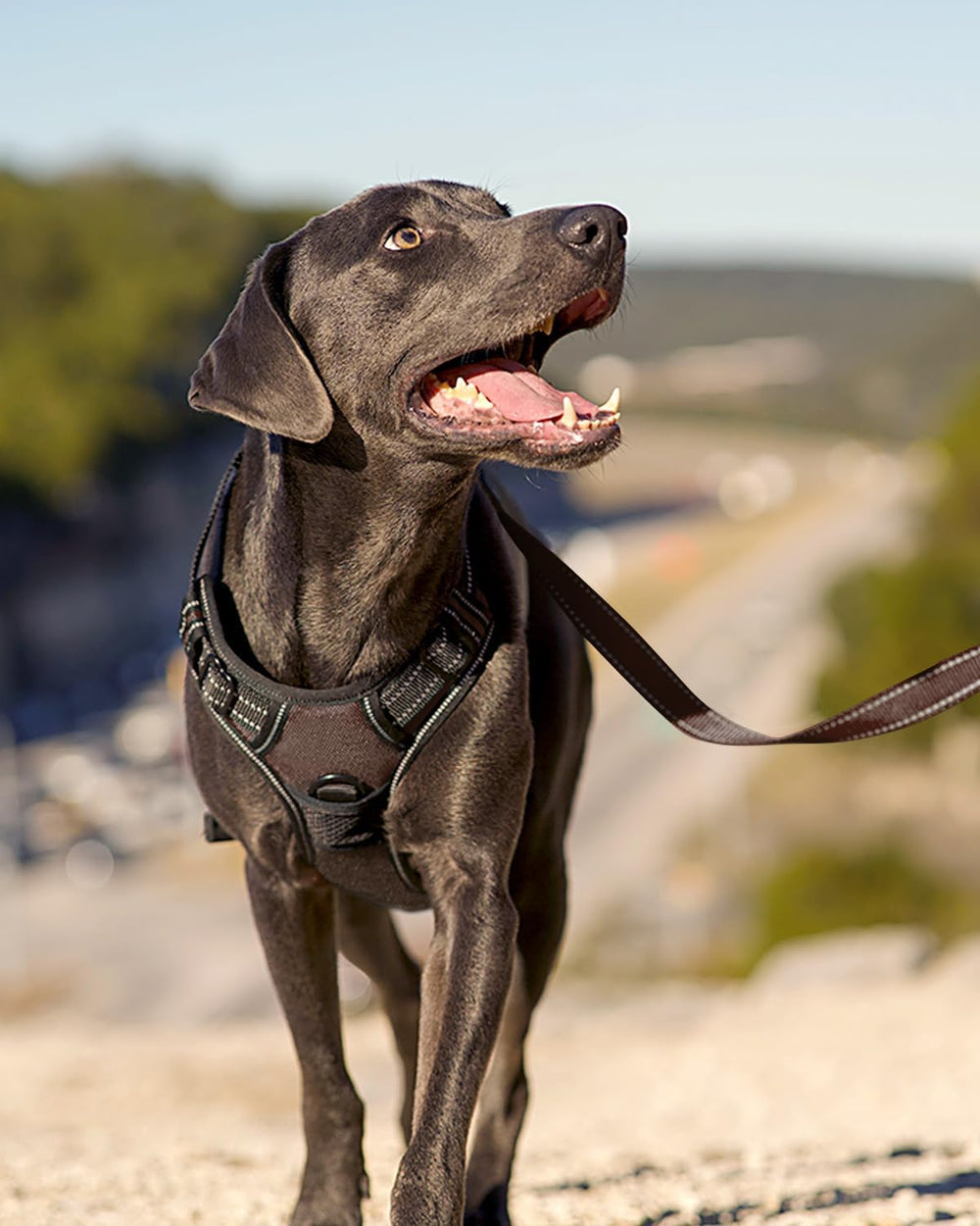 Joytale Adjustable harness with four points for a custom fit