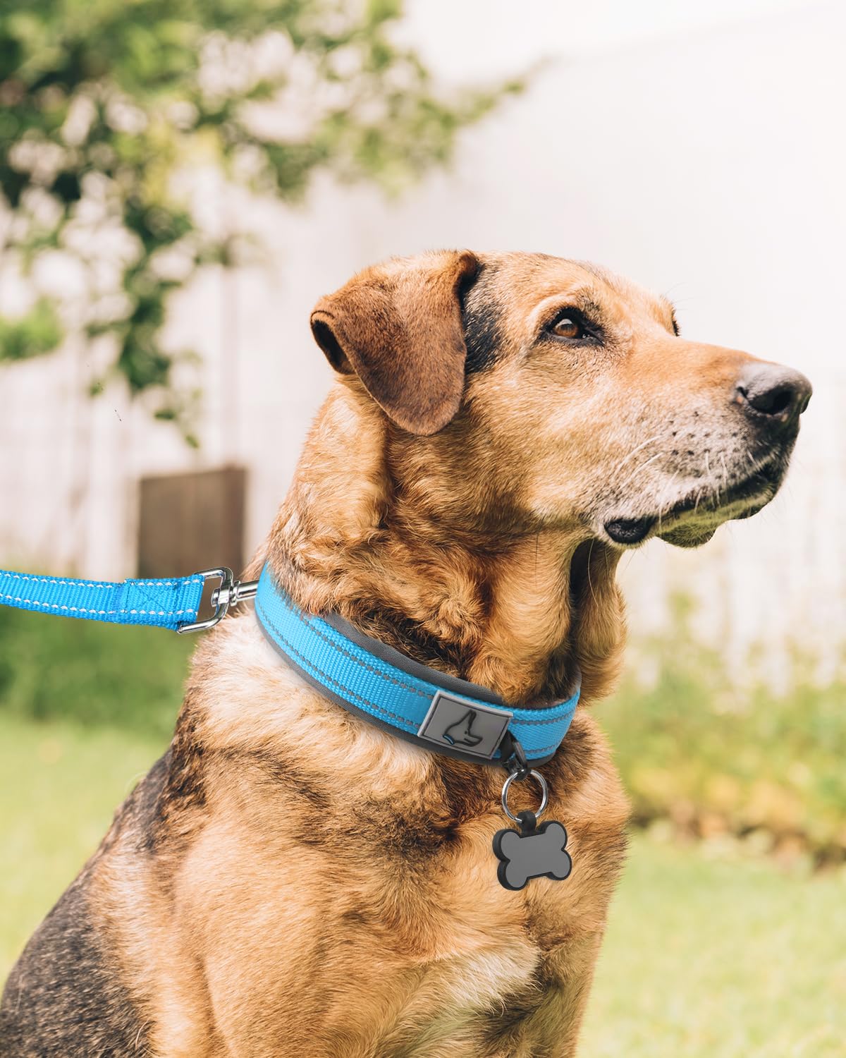 Collar Joytale extralargo, hebilla de metal resistente para perros activos.