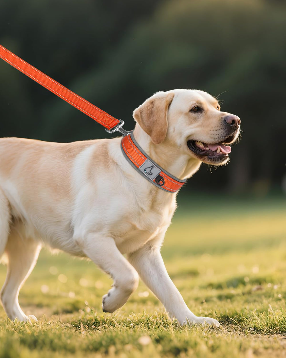 Joytale sizing chart helps find the snug fit for big breeds.