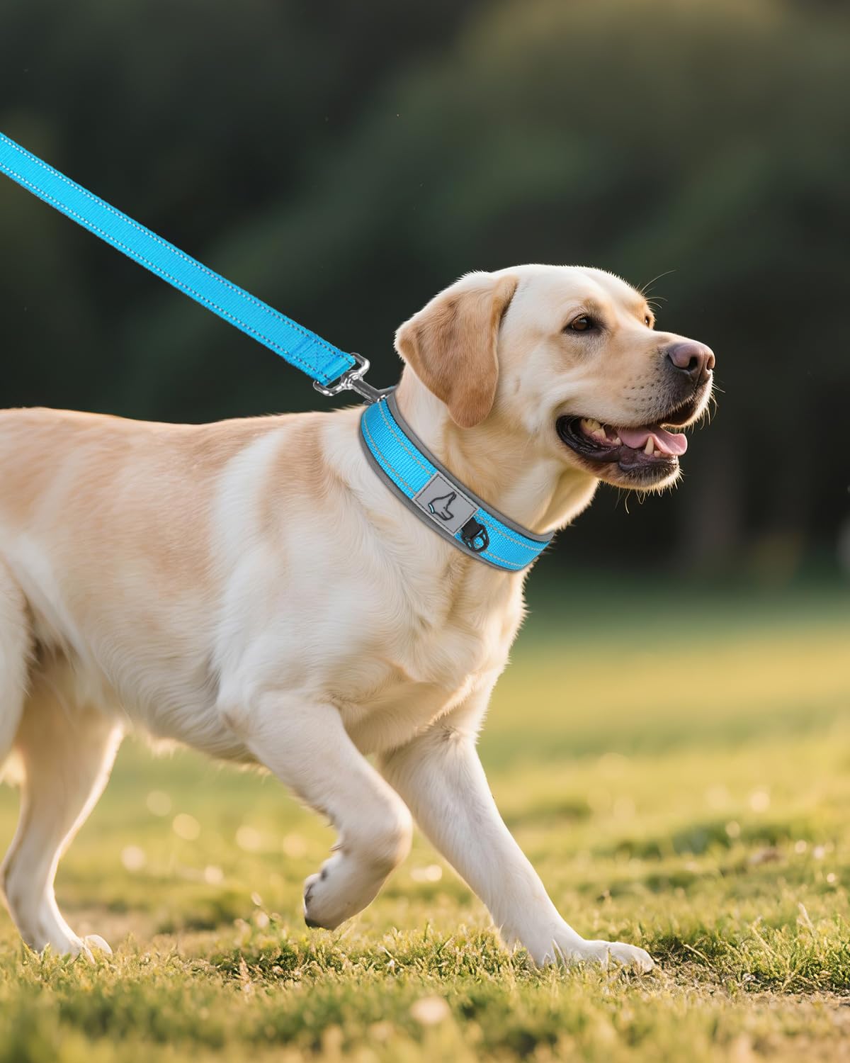 Joytale sky-blue collar ideal for active dogs with quick-dry comfort.