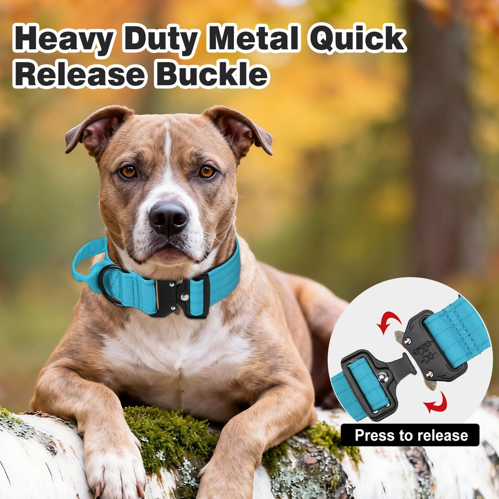 Joytale dual-ring design offers secure leash control during training and restraint.