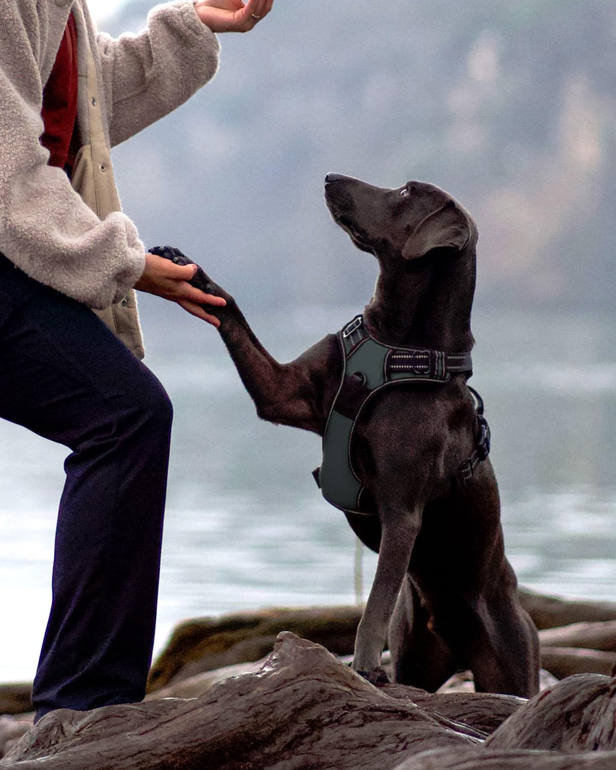Joytale Reflective strips harness on gray vest enhances visibility at night.
