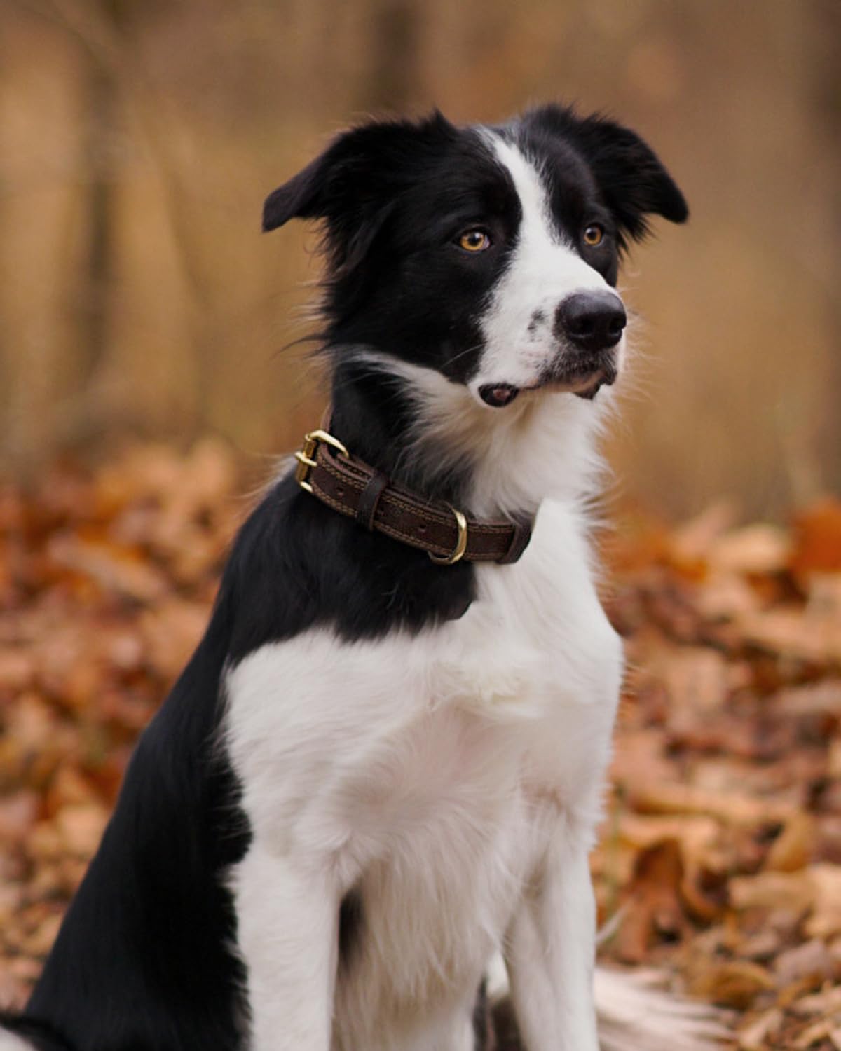 Joytale leather dog collar noble leather look for premium style.