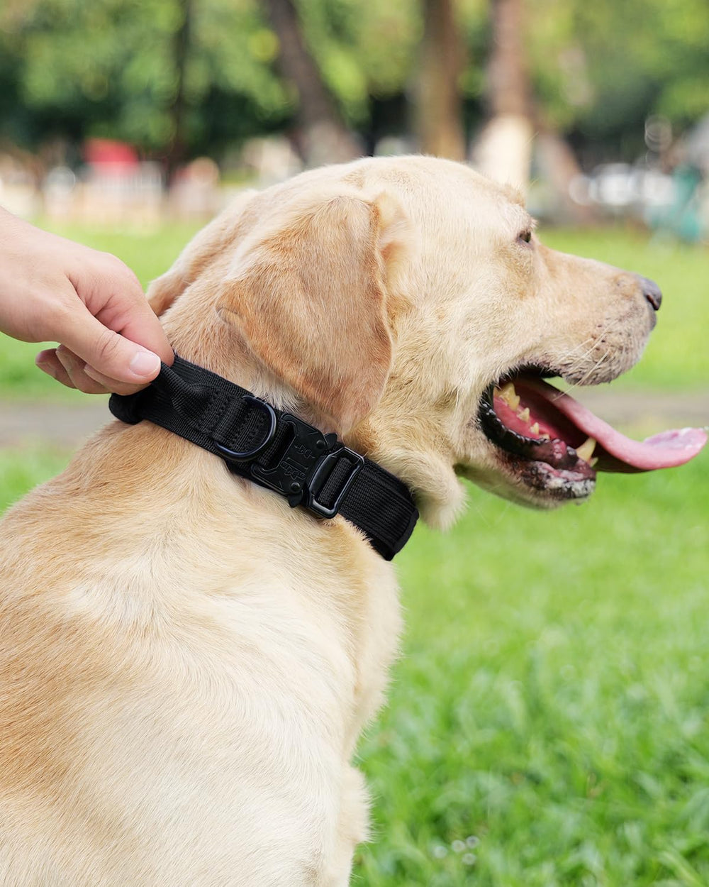 Joytale two-free-patches collar demonstrates customizable style for active dogs.