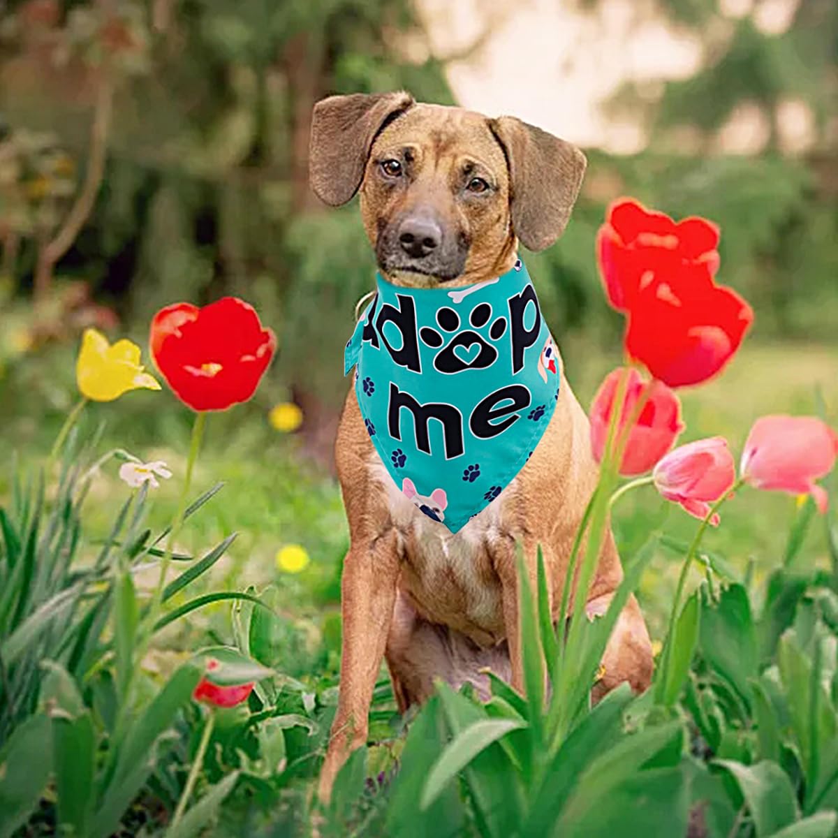JpGdn bandana adoption-shelter-use may help attract visibility at rescue events and inquiries.