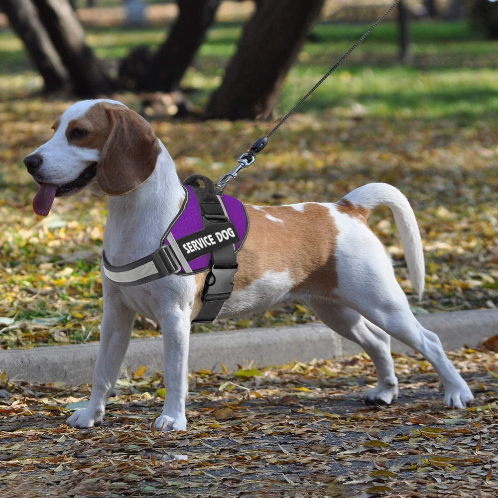 JSXD dog harness with saddle bag compatibility for light hiking gear